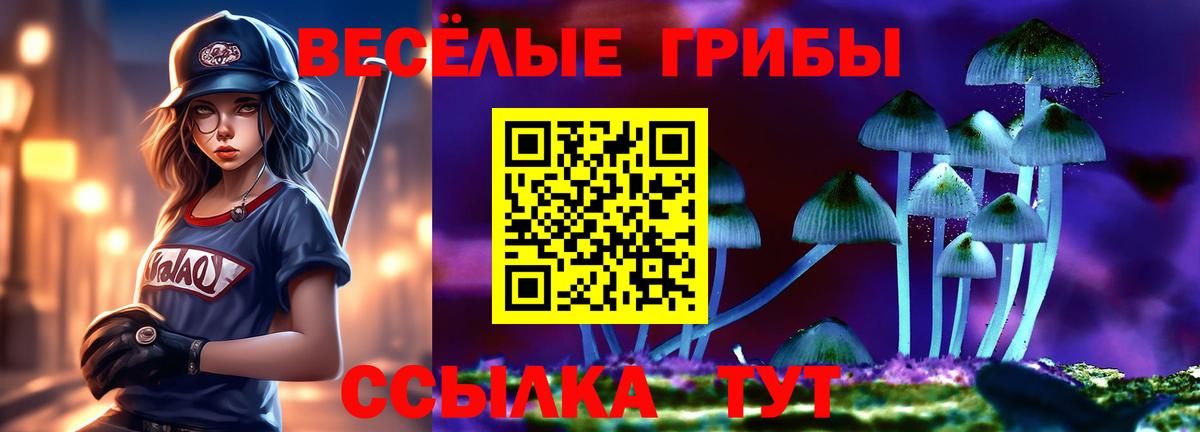 купить  сайты  Родники  Галлюциногенные грибы Psilocybe 